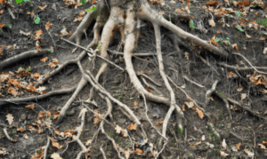 Dry roots