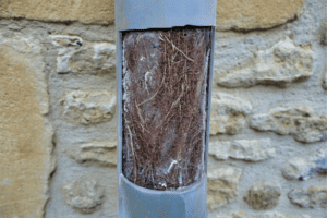 Tree roots in a sewer pipe